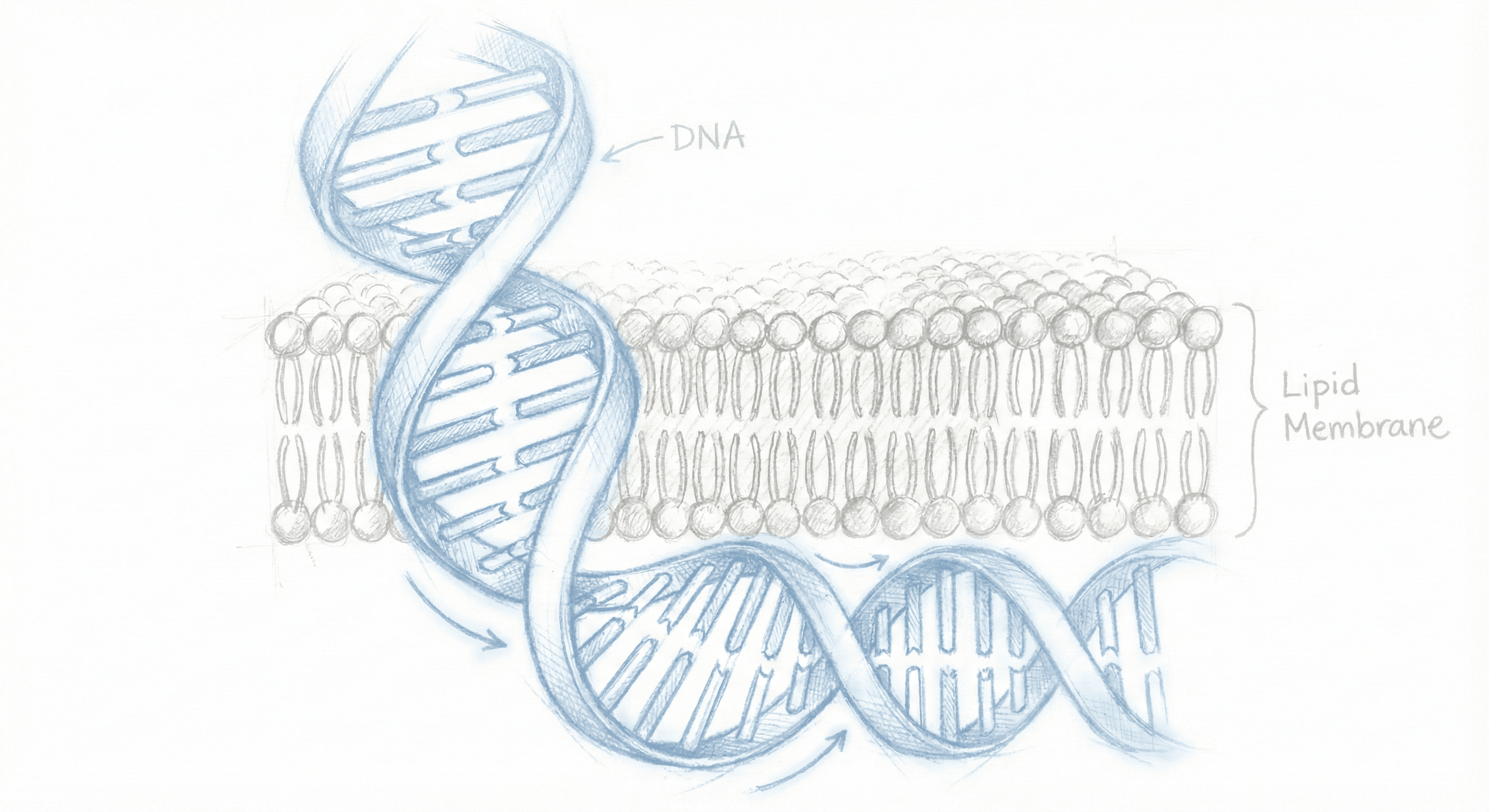 Sketch of DNA interacting with a bacterial lipid membrane